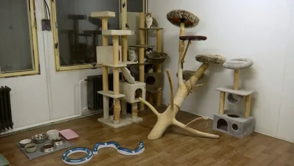 Zamatové labky zachraňujú a ošetrujú túlavé mačky